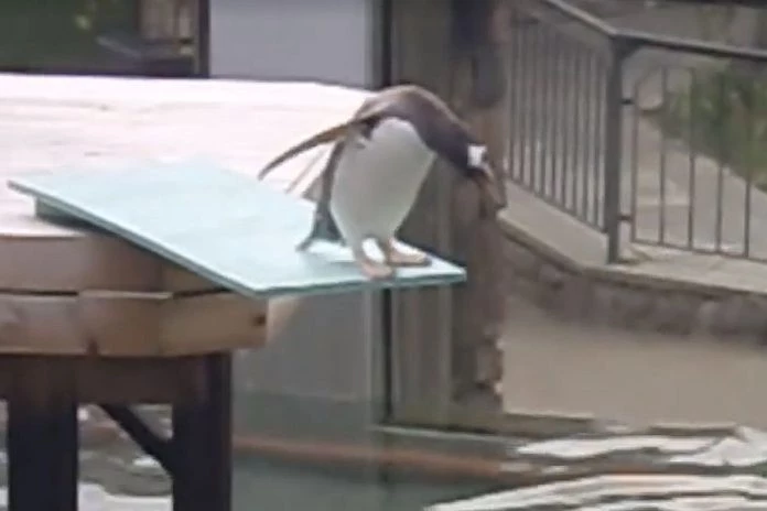 Πιγκουίνος φοβάται…το νερό (βίντεο)